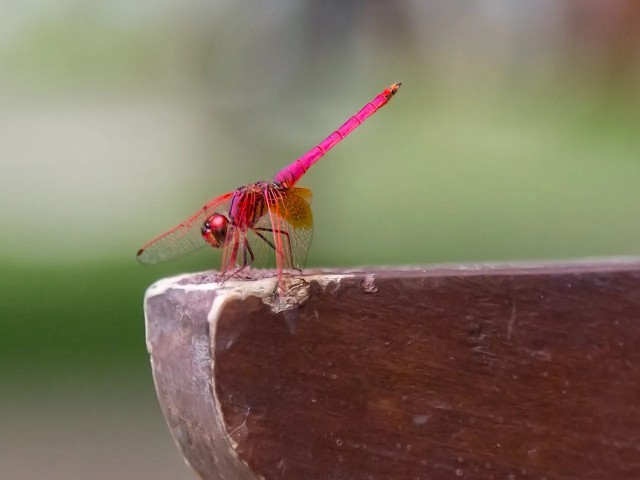 Eine leuchtend pinkfarbene Libelle sitzt auf der Kante eines Holzstücks; eine Nahaufnahme aus Sri Lanka.