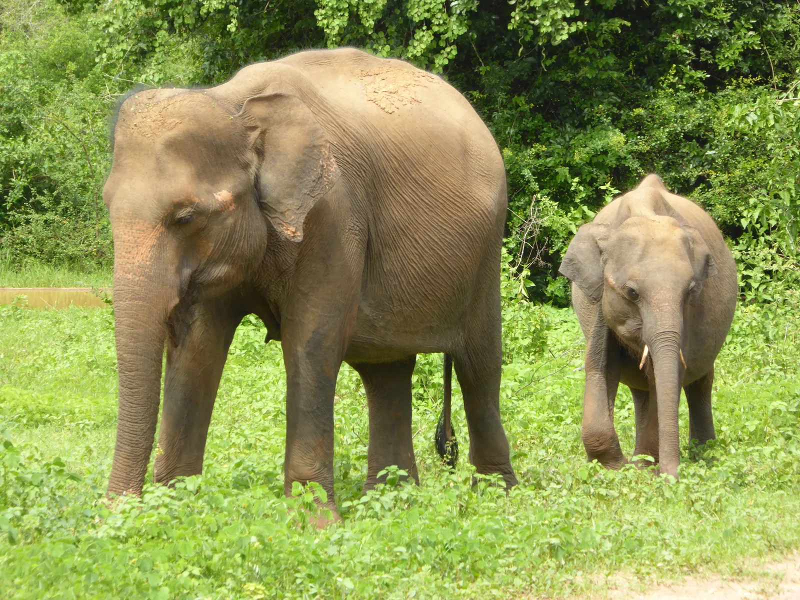 Safari und Rückkehr an die Küste