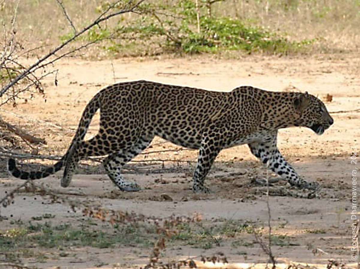 Leopard