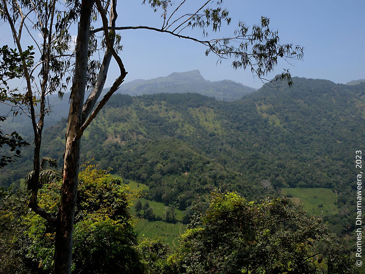 mountains_eucalyptus