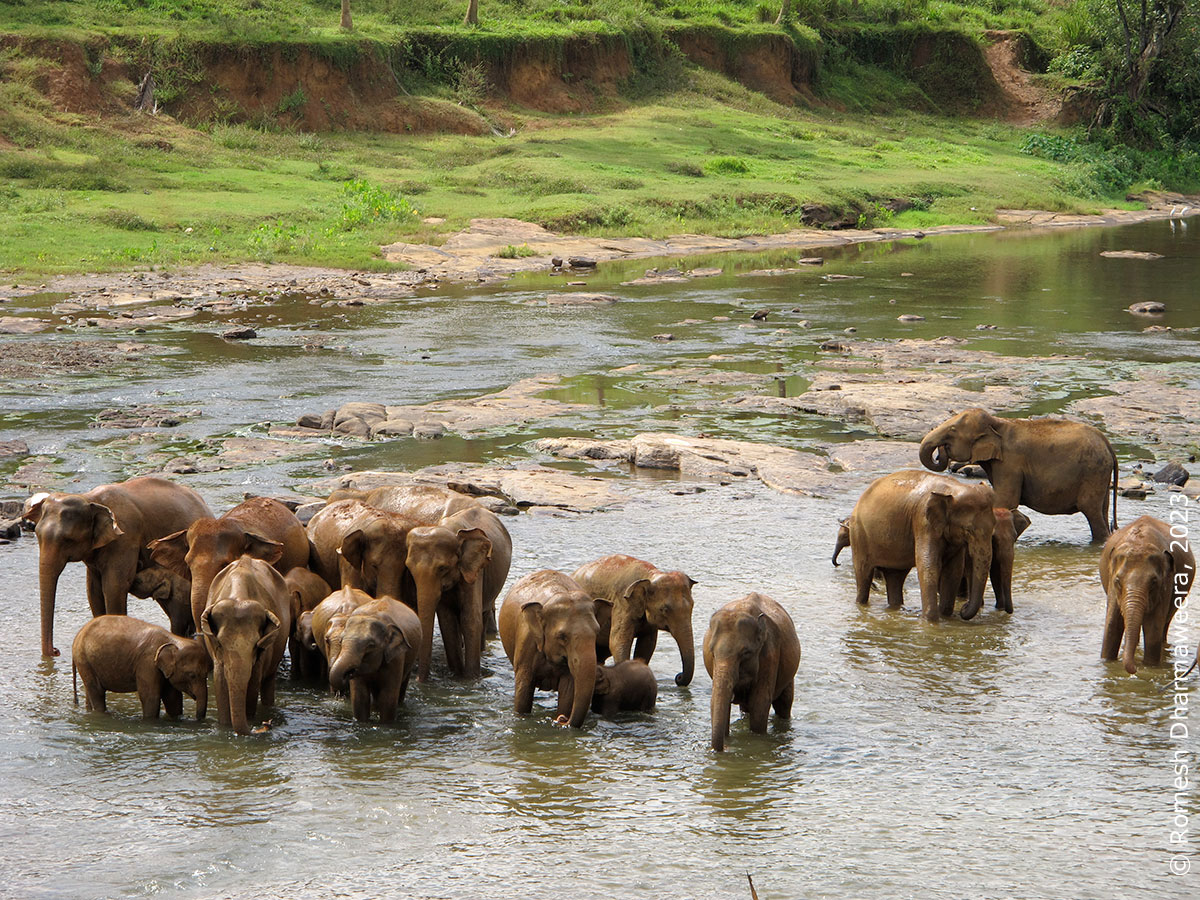 elephants