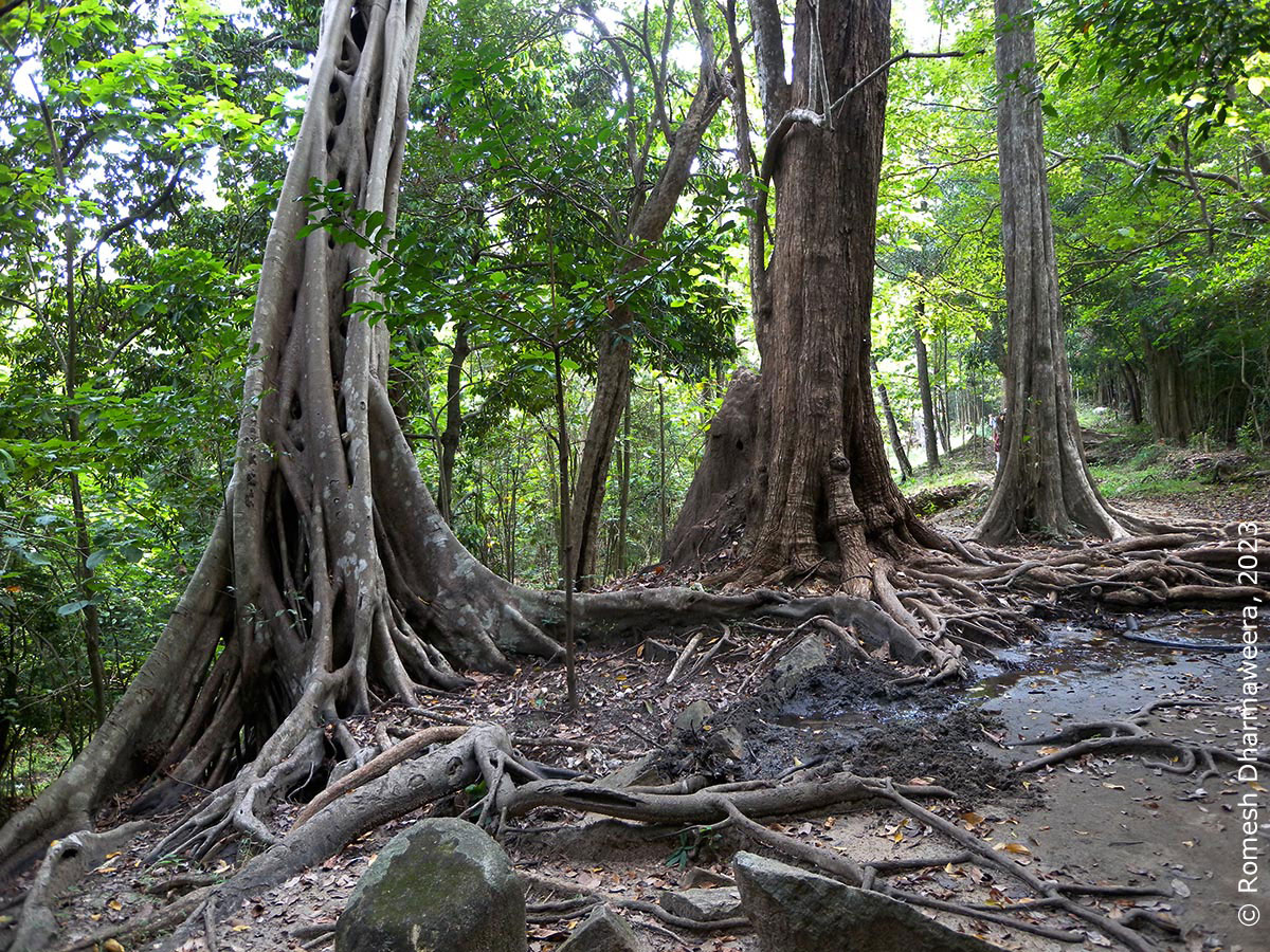 ritigala forest