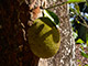 jackfruit