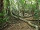 ritigala forest