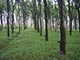 rubber plantation